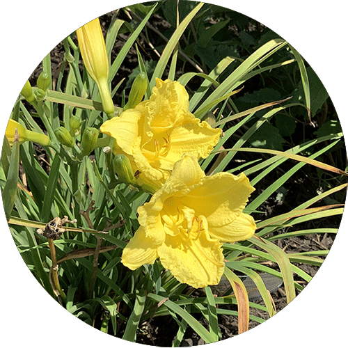 Yellow blooms on a Happy Returns Daylily.